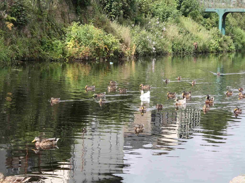 Shannon Breeze B&B Killaloe Ngoại thất bức ảnh